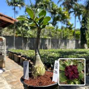 1708 39 Rosa do Deserto L14
