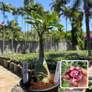 1708 46 Rosa do Deserto Jupiter