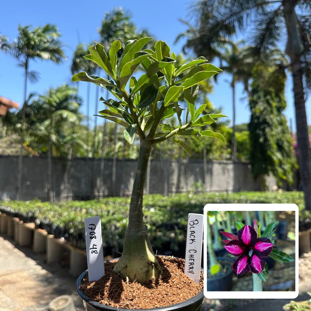 1708 48 Rosa do Deserto Black Cherry