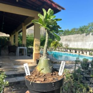 1708 51 Rosa do Deserto Carambola