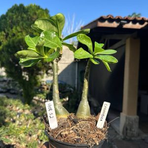 1708 52 Rosa do Deserto Carambola