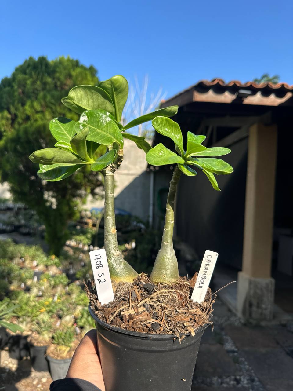 1708 52 Rosa do Deserto Carambola