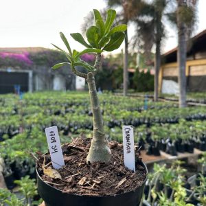 1708 54 Rosa do Deserto Carambola