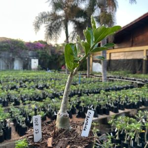 1708 57 Rosa do Deserto Carambola