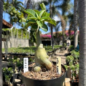 1808 02 Big Caudex Astro Amarela