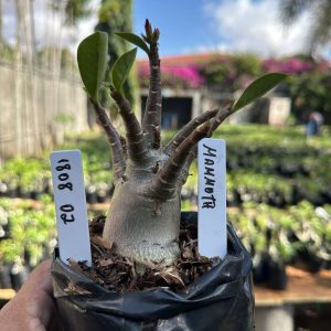 1808 02 Arabicum Mammoth F3