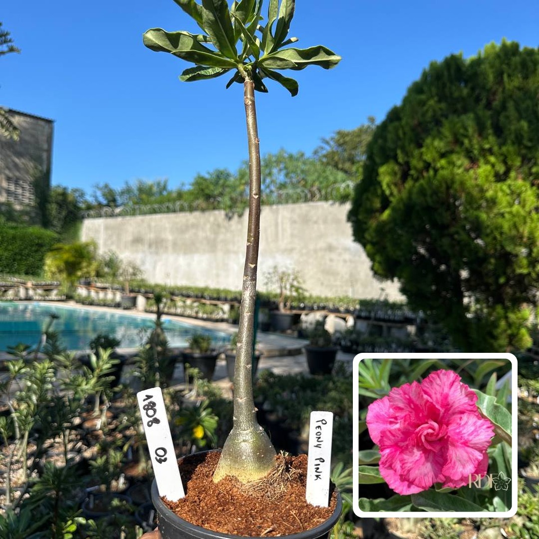 1808 03 Anaconda Baby Peony Pink