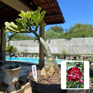 1808 04 Rosa do Deserto Cardeal (Leilão)