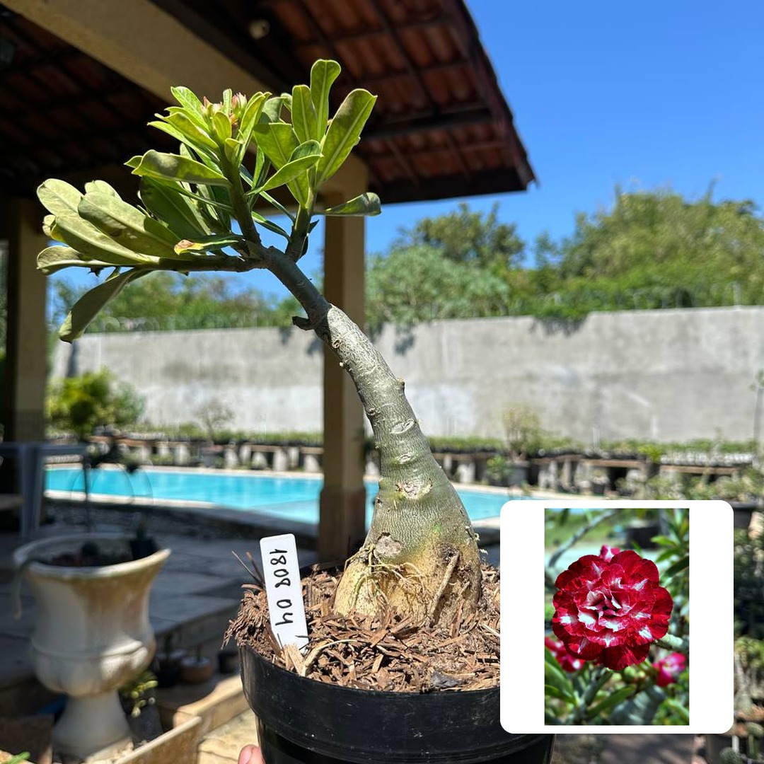 1808 04 Rosa do Deserto Cardeal (Leilão)