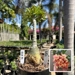 1808 04 Big Caudex Lótus