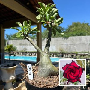 1808 05 Rosa do Deserto Blue Dragon (Leilão)