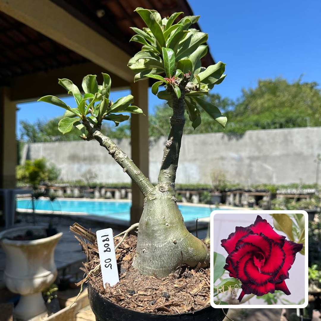 1808 05 Rosa do Deserto Blue Dragon (Leilão)