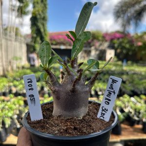 1808 05 Arabicum Minotauro Black F3