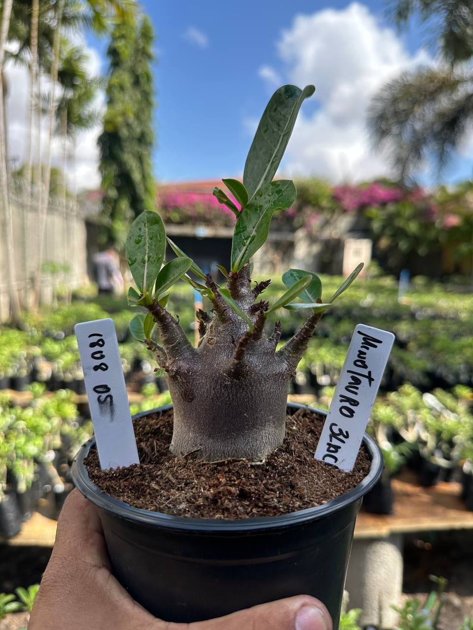 1808 05 Arabicum Minotauro Black F3