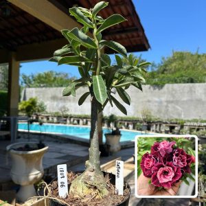 1808 06 Rosa do Deserto Saturno (Leilão)