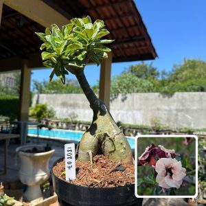 1808 07 Rosa do Deserto Luminatang (Leilão)