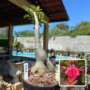 1808 08 Rosa do Deserto Arm 1 (Leilão)