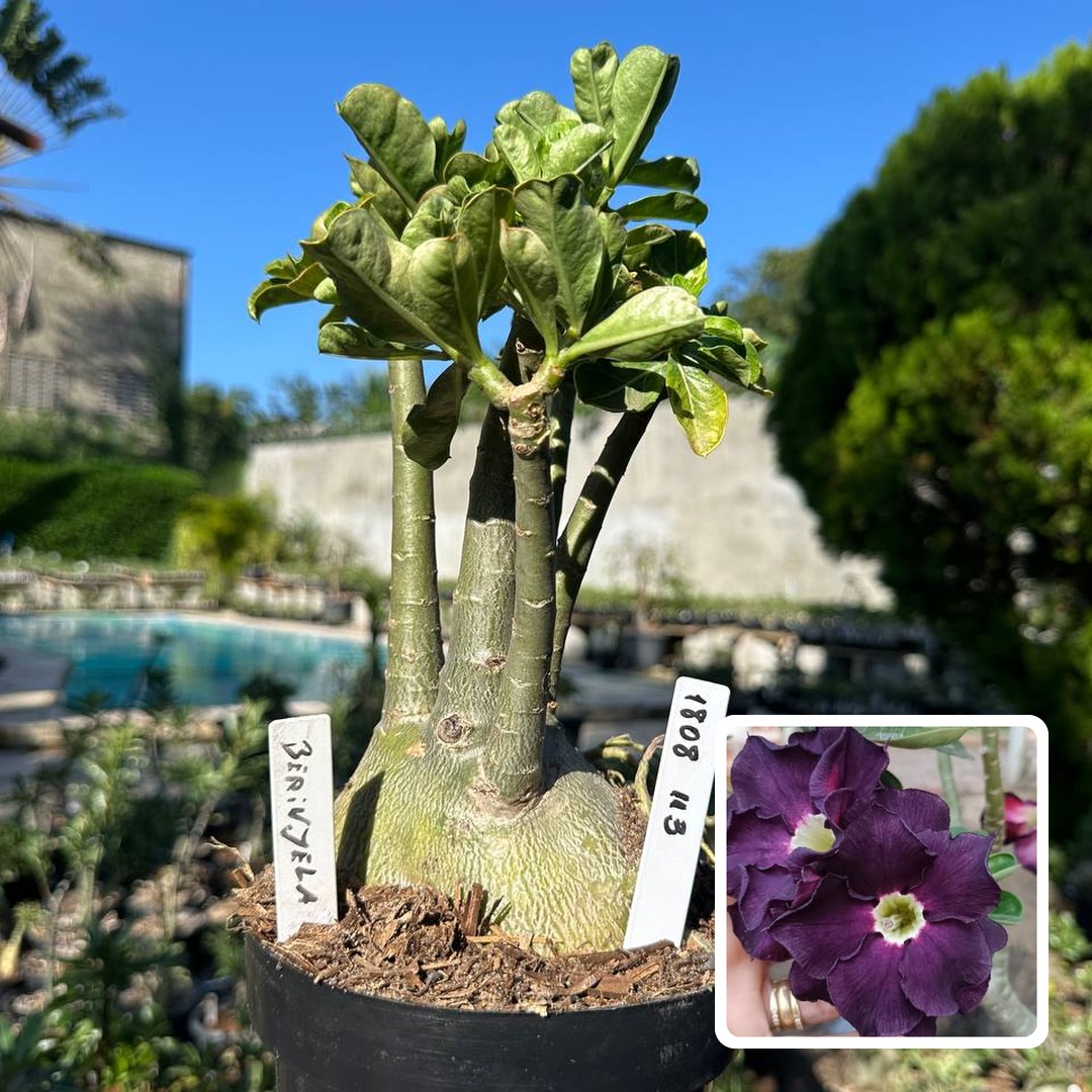 1808 113 Big Caudex Berinjela