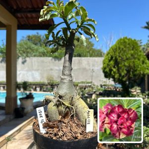 1808 16 Rosa do Deserto Mabelle (Leilão)