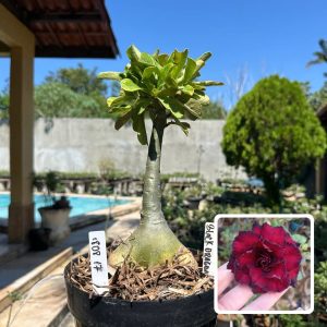 1808 17 Rosa do Deserto Black Dragon (Leilão)