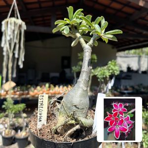 1808 32 Big Caudex Estrelinha