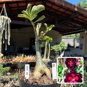 1808 33 Big Caudex Tiê