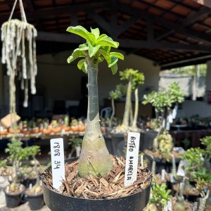 1808 34 Big Caudex Astro Amarela