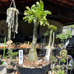 1808 35 Big Caudex Indigo Glazer