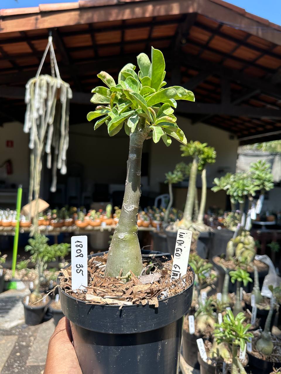 1808 35 Big Caudex Indigo Glazer