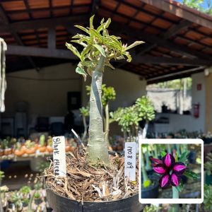 1808 39 Big Caudex Black Cherry