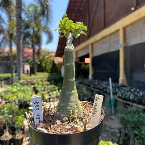 1808 42 Big Caudex Viúvinha