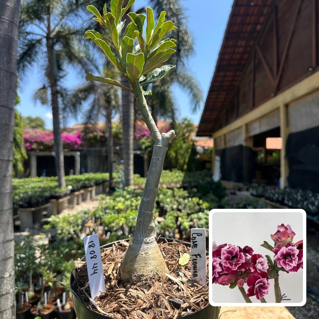 1808 44 Big Caudex Cone Flower