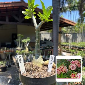 1808 45 Big Caudex Acacia