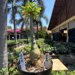 1808 48 Big Caudex Jayant