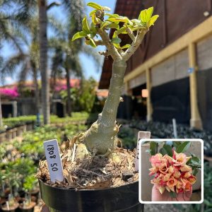 1808 50 Big Caudex Lótus