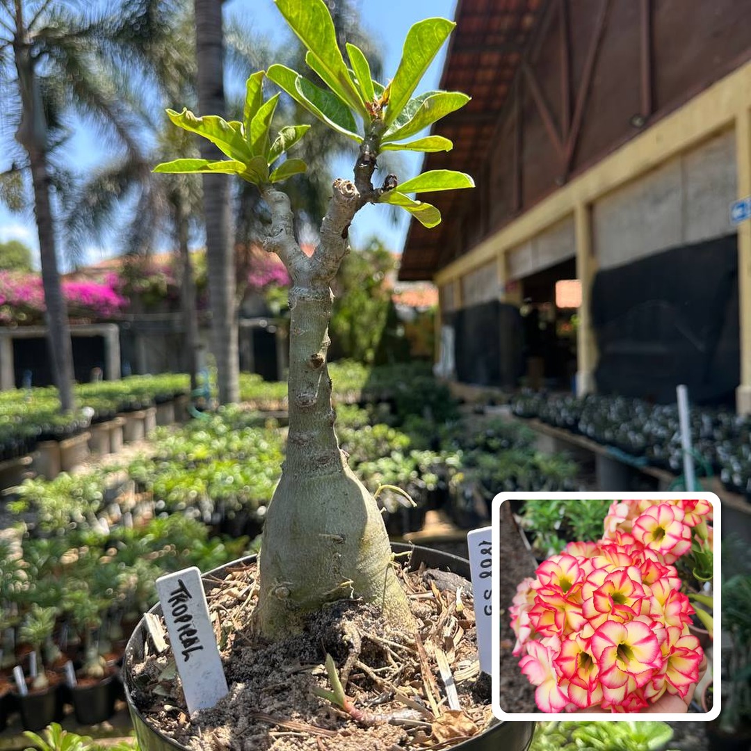 1808 53 Big Caudex Tropical