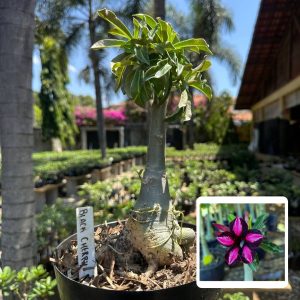 1808 57 Big Caudex Black Cherry