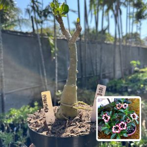 1808 61 Big Caudex Cheetara