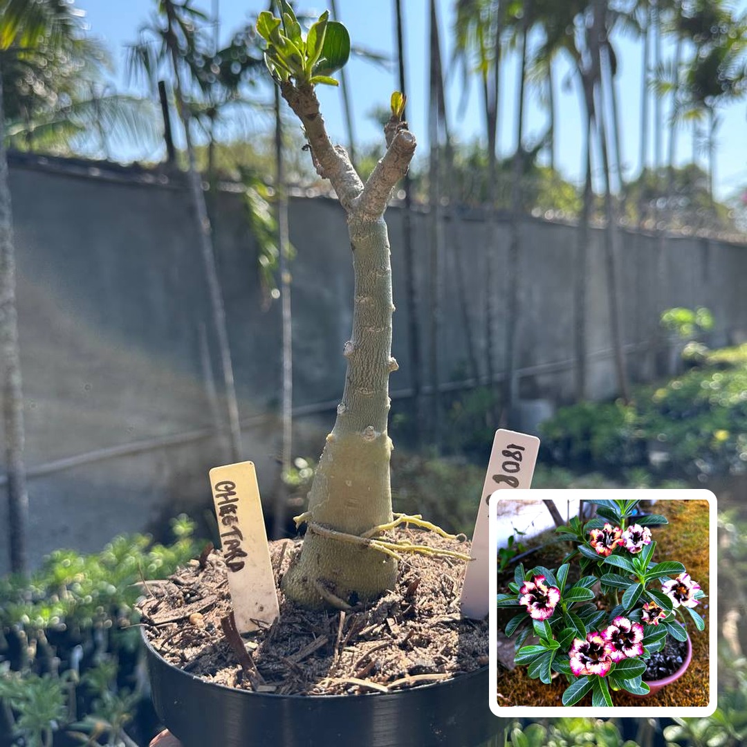 1808 61 Big Caudex Cheetara