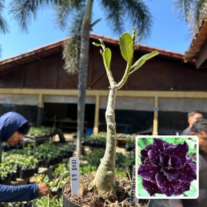 1808 63 Big Caudex Céu Estrelado