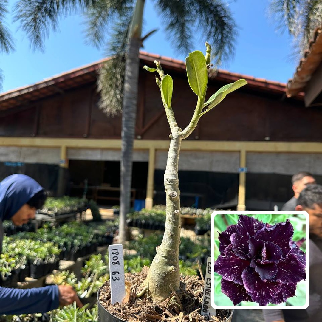 1808 63 Big Caudex Céu Estrelado