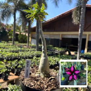 1808 77 Big Caudex Black Cherry