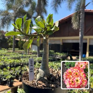 1808 83 Big Caudex Tropical