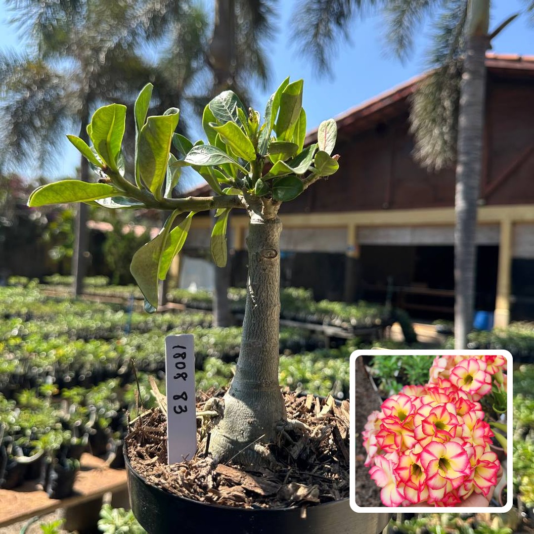 1808 83 Big Caudex Tropical