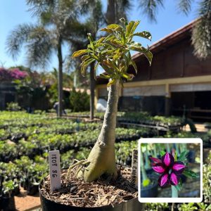 1808 86 Big Caudex Black Cherry