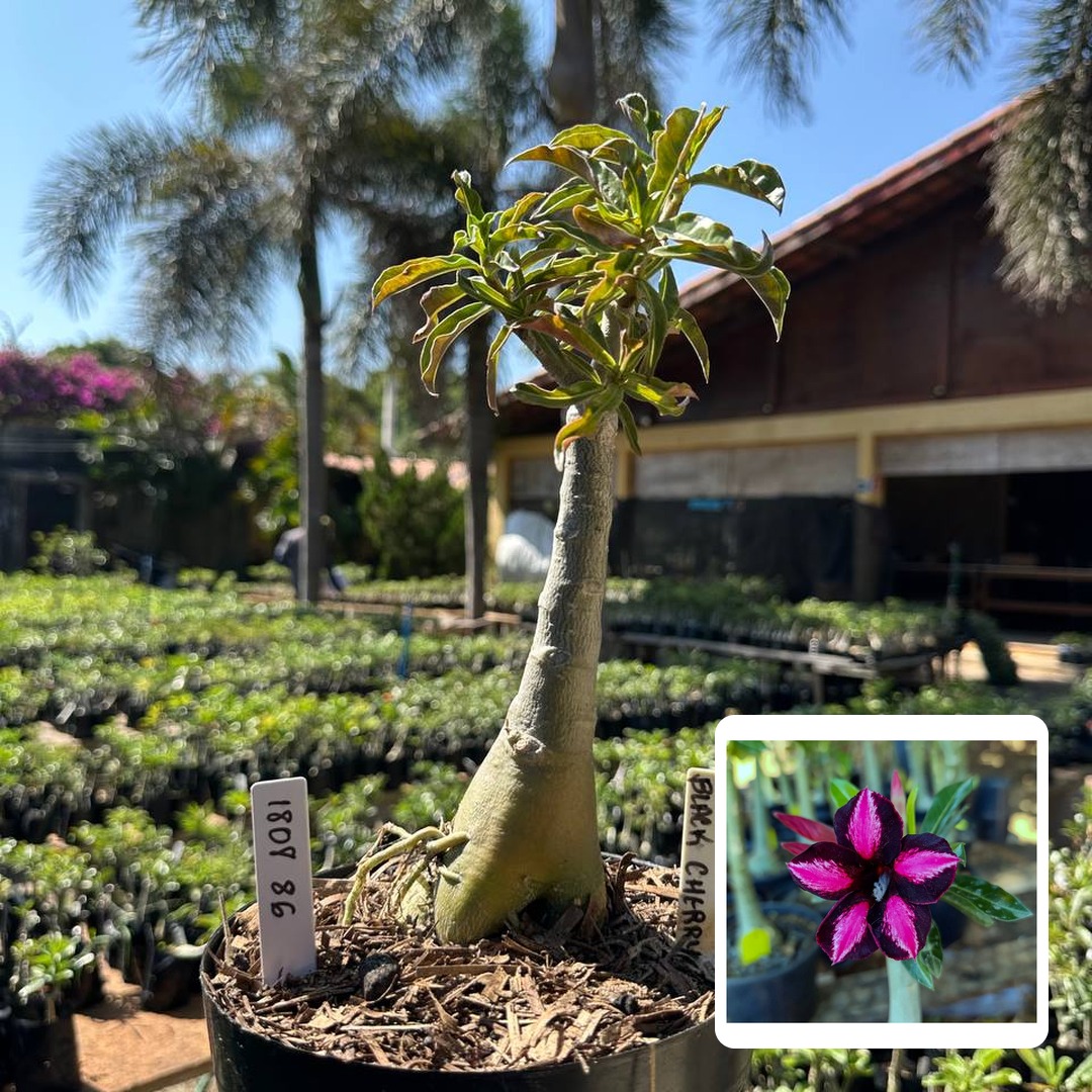 1808 86 Big Caudex Black Cherry