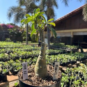 1808 87 Big Caudex Florente