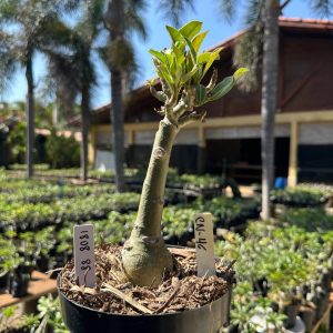1808 88 Big Caudex Canan 46