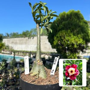 1808 93 Big Caudex Fogueira