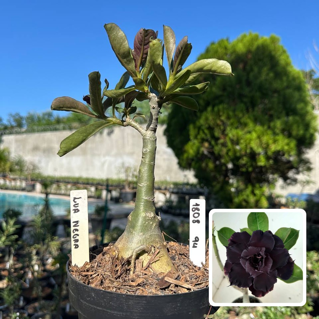 1808 94 Big Caudex Lua Negra